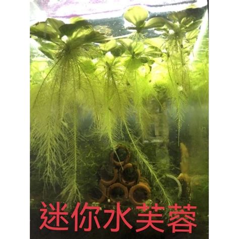 玫瑰水芙蓉風水|玫瑰水芙蓉 